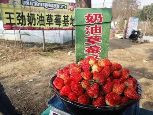 重庆草莓爆料王是谁啊视频,重庆草莓爆料王视频背后的神秘人物  第2张