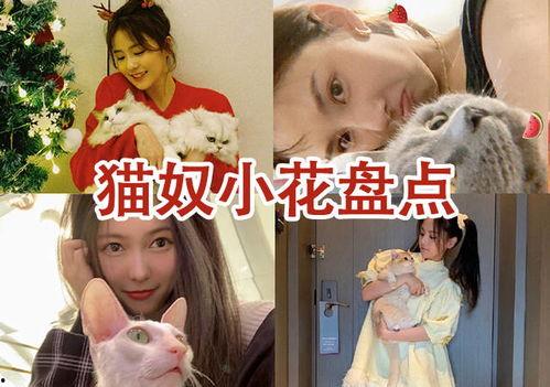 猫奴娱乐圈爆料,揭秘明星与萌宠的甜蜜日常  第2张