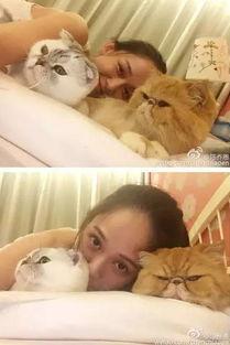猫奴娱乐圈爆料,揭秘明星与萌宠的甜蜜日常  第3张