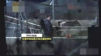猪灌泥浆爆料视频播放下载,揭秘幕后下载攻略
