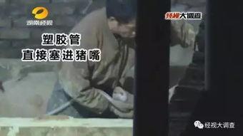 猪灌泥浆爆料视频播放下载,揭秘幕后下载攻略  第2张