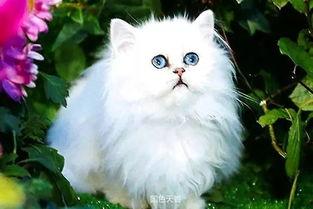 波斯猫二姐视频爆料在线观看,揭秘波斯猫二姐直播爆料的精彩瞬间