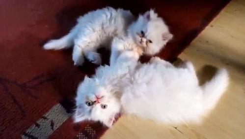 波斯猫二姐视频爆料在线观看,揭秘波斯猫二姐直播爆料的精彩瞬间 第3张 波斯猫二姐视频爆料在线观看,揭秘波斯猫二姐直播爆料的精彩瞬间 第3张
