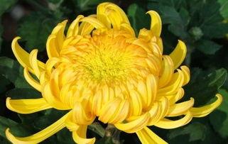 受花在线观看,一场视觉与情感的盛宴