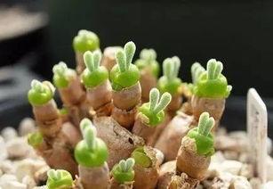 受花在线观看,一场视觉与情感的盛宴  第2张