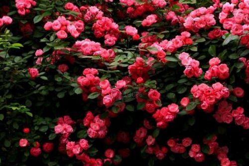 受花在线观看,一场视觉与情感的盛宴  第3张