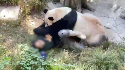 美国饲养员爆料事件视频,动物福利现状令人堪忧