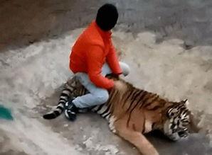 美国饲养员爆料事件视频,动物福利现状令人堪忧  第3张