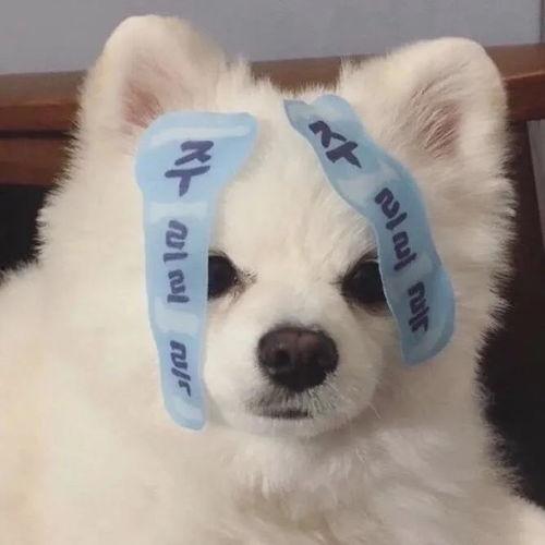 网红吃瓜狗子图片高清头像,萌态可掬的治愈系头像 第2张 网红吃瓜狗子图片高清头像,萌态可掬的治愈系头像 第2张