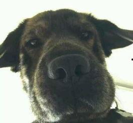 网红吃瓜狗子图片高清头像,萌态可掬的治愈系头像 第3张 网红吃瓜狗子图片高清头像,萌态可掬的治愈系头像 第3张