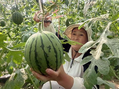 网红吃云南小瓜视频,美味与文化的碰撞之旅  第3张