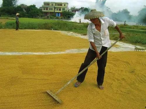 爆料黄琴打谷子视频大全,田间劳作的真实写照