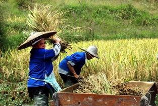 爆料黄琴打谷子视频大全,田间劳作的真实写照  第2张