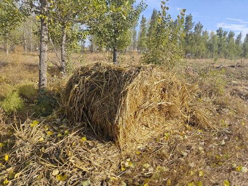 爆料黄琴打谷子视频大全,田间劳作的真实写照  第3张