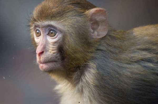 猴子交配高清在线观看,高清在线观看猴子交配奇观 第2张 猴子交配高清在线观看,高清在线观看猴子交配奇观 第2张