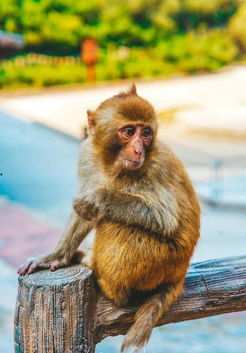 猴子交配高清在线观看,高清在线观看猴子交配奇观 第3张 猴子交配高清在线观看,高清在线观看猴子交配奇观 第3张