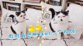 加菲最新爆料视频在线观看,精彩瞬间不容错过! 第3张 加菲最新爆料视频在线观看,精彩瞬间不容错过! 第3张