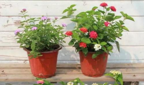 蛋仔庄园最新爆料视频,神秘建筑揭秘，庄园升级大猜想！  第3张