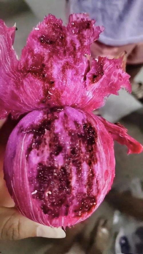 小火龙果爆料视频大全最新,最新爆料视频大全深度解析