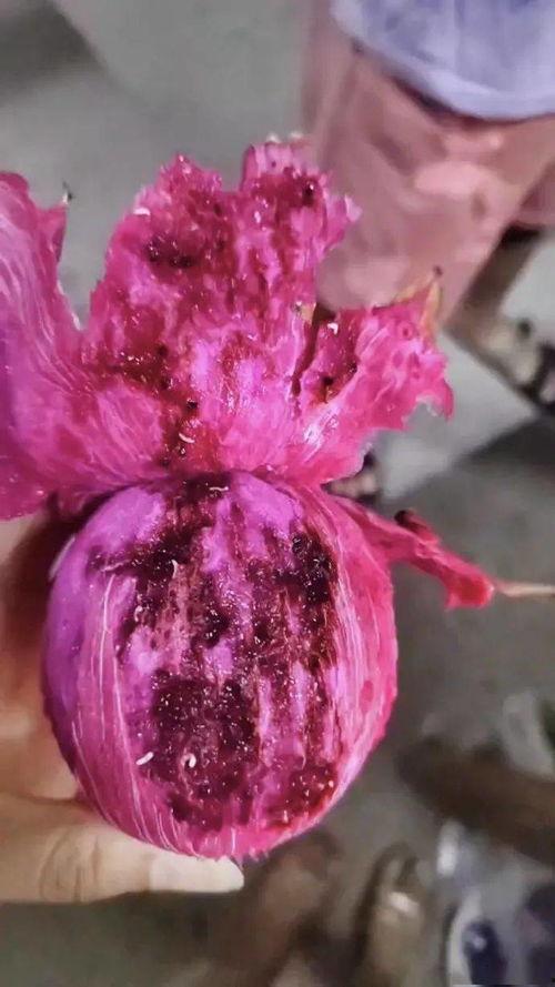 小火龙果爆料视频大全最新,最新爆料视频大全深度解析  第2张