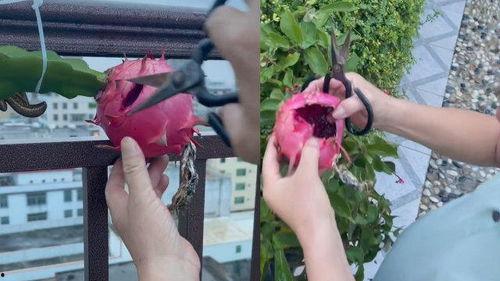 小火龙果爆料视频大全最新,最新爆料视频大全深度解析  第3张