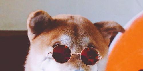 狗哥吃瓜视频免费观看  第2张