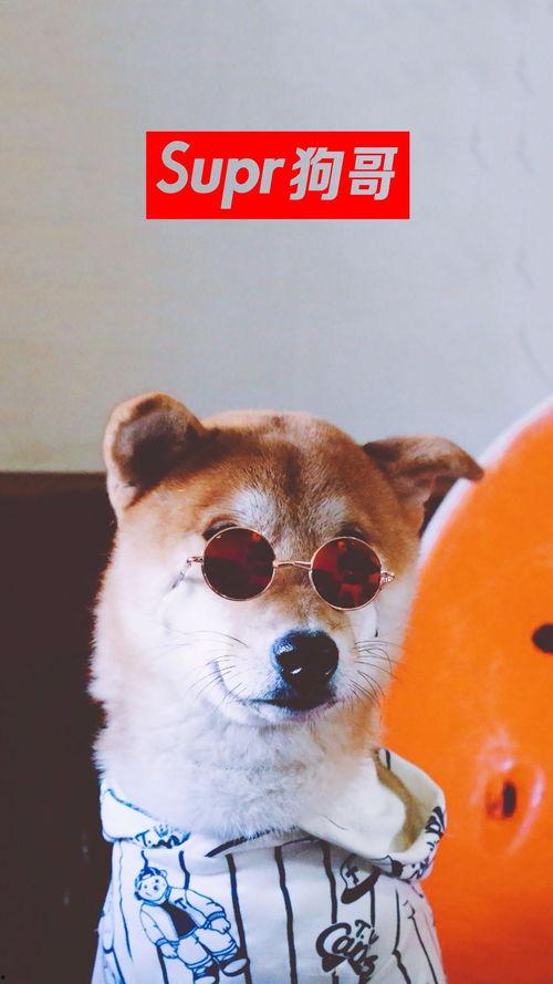 狗哥吃瓜视频免费观看  第3张